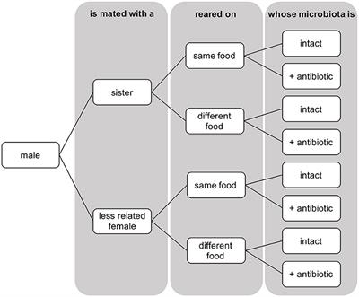 Evidence That the Microbiota Counteracts Male Outbreeding Strategy by Inhibiting Sexual Signaling in Females